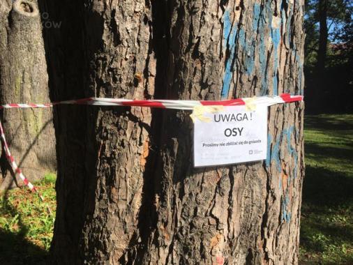 Szerszenie w parku Jerzmanowskich. Mieszkańcy skarżą się na brak reakcji ze strony służb