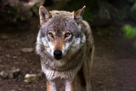 Przyrodnicy z Tatrzańskiego Parku Narodowego próbowali policzyć wilki żyjące w Tatrach