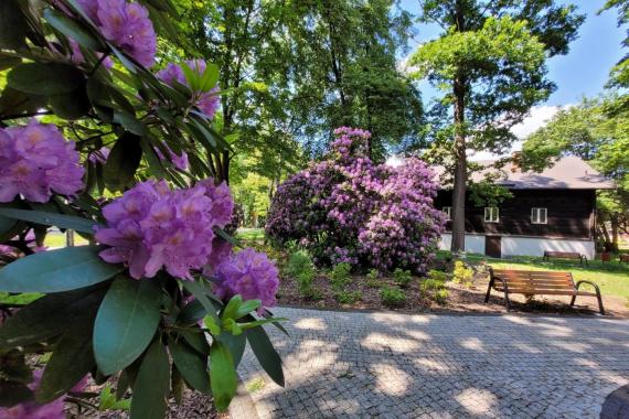 W Chełmku rozkwitły rododendrony