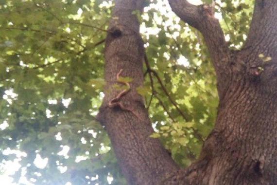 Wąż zbożowy na drzewie na Plantach. Zajęli się nim strażnicy miejscy