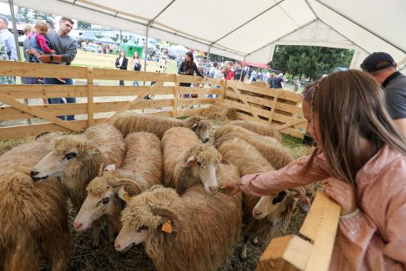 Ponad 300 wystawców uczestniczyło w wystawie AGRO Nawojowa