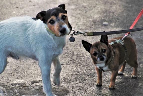 Nie możesz adoptować? Możesz pomóc!