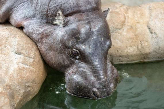 Hipopotamiarnia została otwarta w krakowskim ZOO