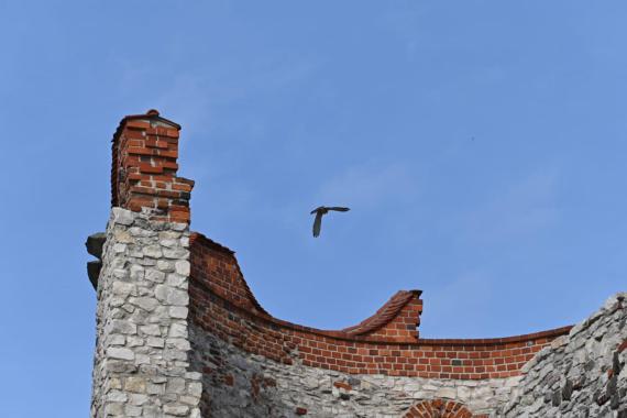 Nieformalny zakaz lotu dronów nad zamkiem Tenczyn - gnieżdżą się tam pustułki