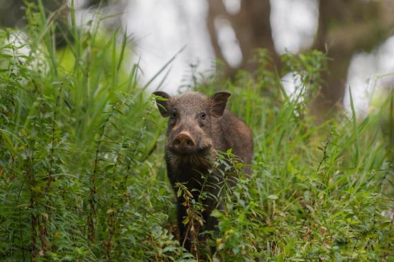 Służby weterynaryjne w powiecie gorlickim  zleciły opryski przciwko dzikom