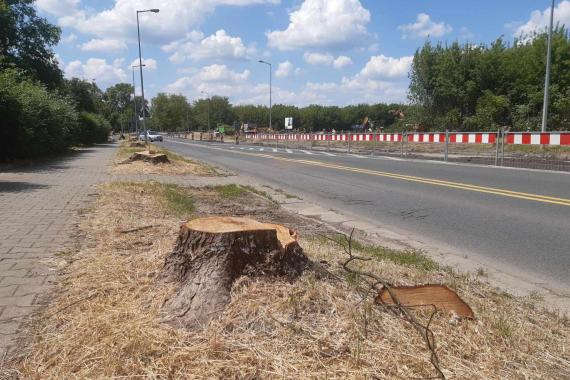 Mieszkańcy ulicy Szujskiego w Tarnowie wściekli z powodu wycinki siedmiu drzew