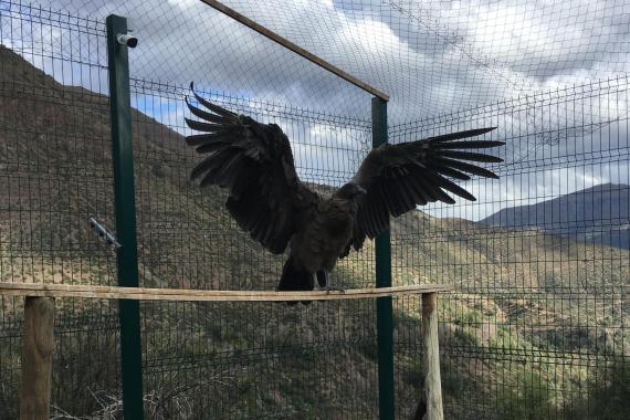 Kondorzyca Beti z krakowskiego zoo doleciała do Chile. Na razie samolotem