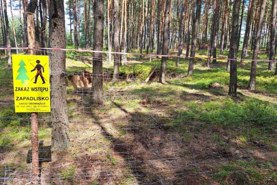 W niektórych miejscach na zachodzie Małopolski grzybów zbierać nie można. Wszystko przez... zapadliska