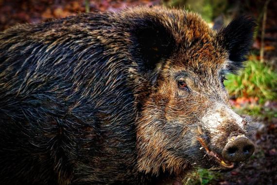 1500 dzików w Krakowie. Panoszą się po osiedlach, a miasto chce… rozdawać ulotki