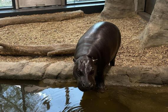 Krakowskie zoo zaprasza na zimowe zwiedzanie ogrodu