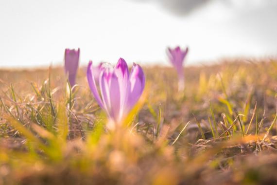 Rozpoczął się sezon kwitnienia krokusów w Tatrach. TPN apeluje o szacunek do roślin