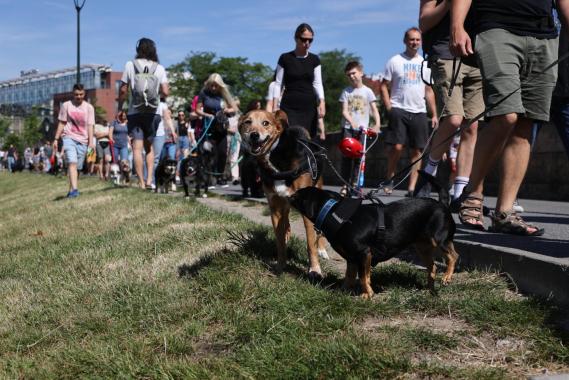 Marsz Azylanta promujący adopcje psów z azylu w Krakowie