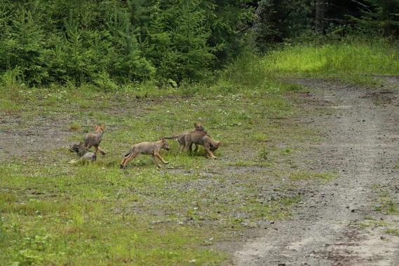 Człowieku, patrz jak się świetnie bawię! Niesamowite spotkanie leśniczego z wilczkami pod Krynicą