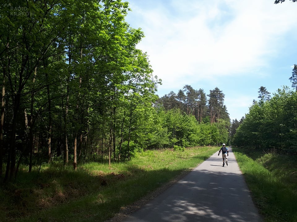 Puszcza Niepołomicka. Trasy