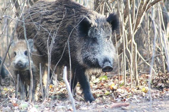 Krakowskie pogotowie ds. dzikich zwierząt ma nowy pomysł na walkę z plagą dzików w mieście