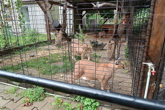 6 serwali i ryś na posesji w powiecie wielickim. Jedno martwe zwierze było zakopane