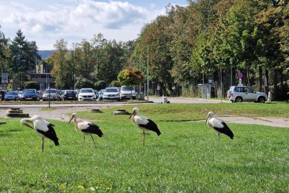 Kilka bocianów zostanie na zimę w… Myślenicach?