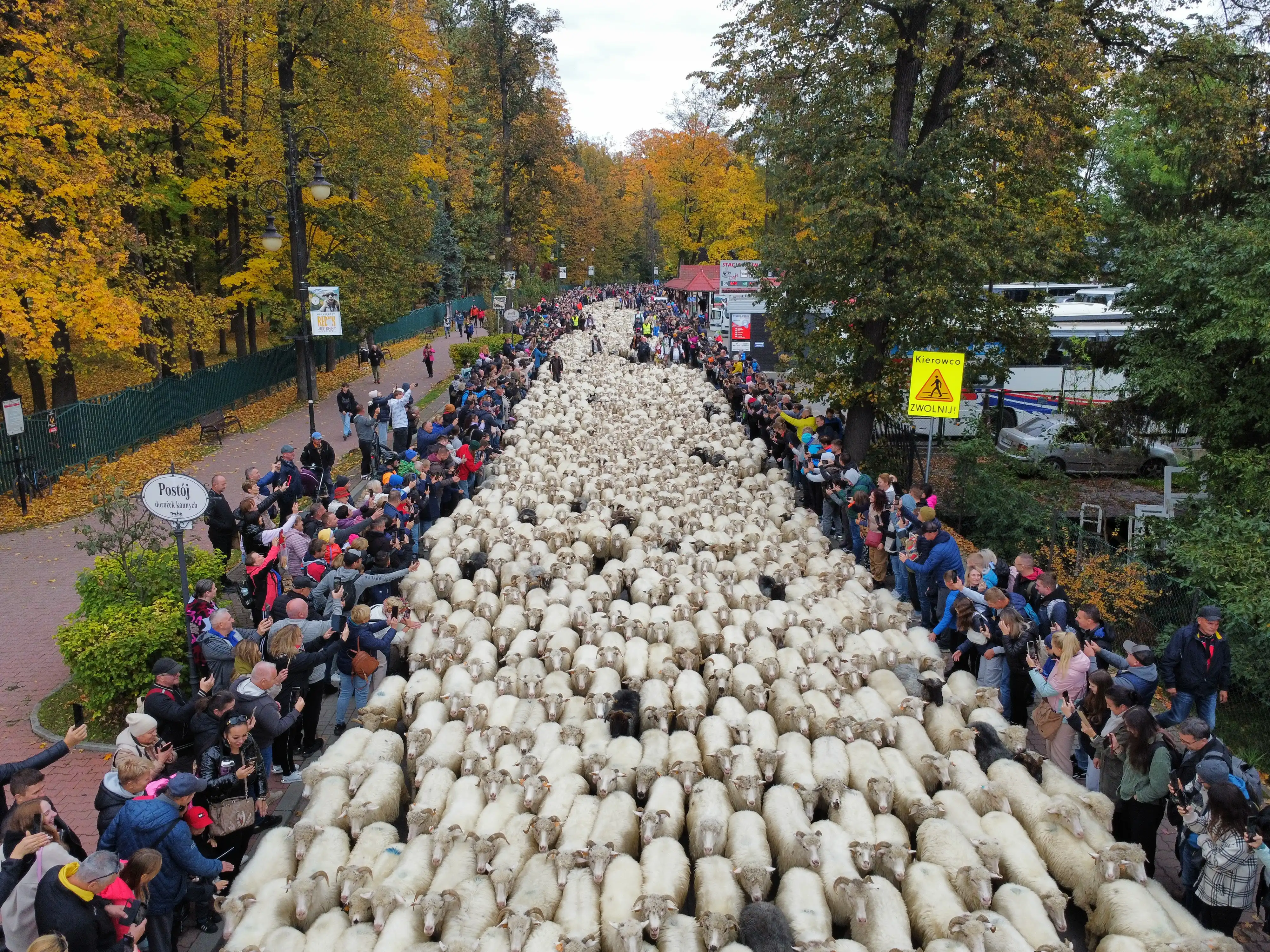 Półtora tysiąca owiec przemaszerowało przez Szczawnicę