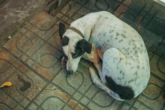 Łatwo o tragedię. Schronisko apeluje o szczególną opiekę nad zwierzętami w okresie sylwestra