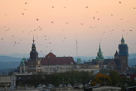 Rozpoczął się proces likwidacji spółki Kraków 5020